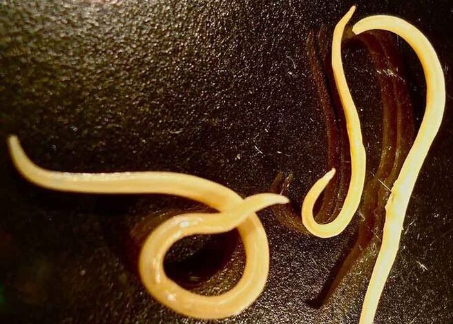 Parasite