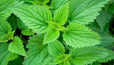Herbs to remove parasites from the body