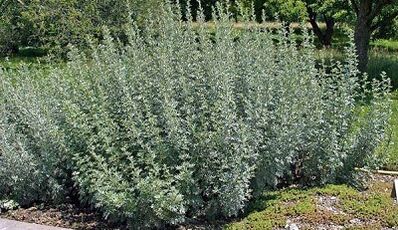 How to use herbs to remove parasites from the body