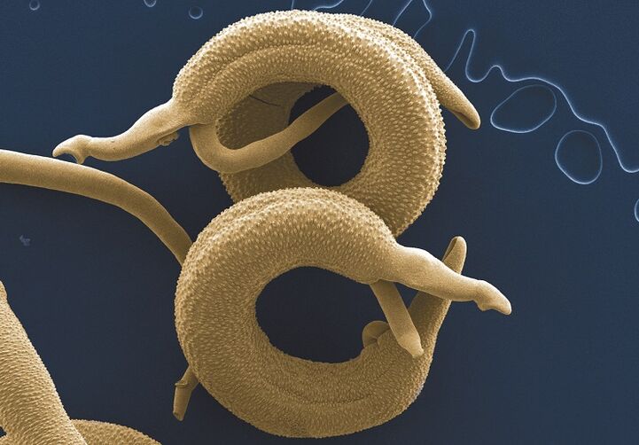 Types of in vivo parasites