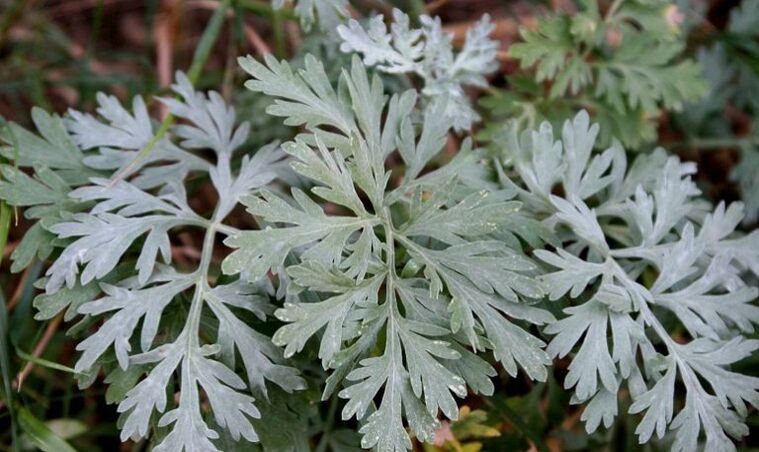 Mugwort can remove parasites from the body