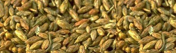 citvar seeds have antiparasitic activity