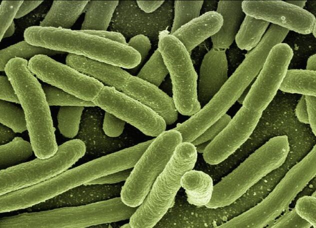 parasites in human body