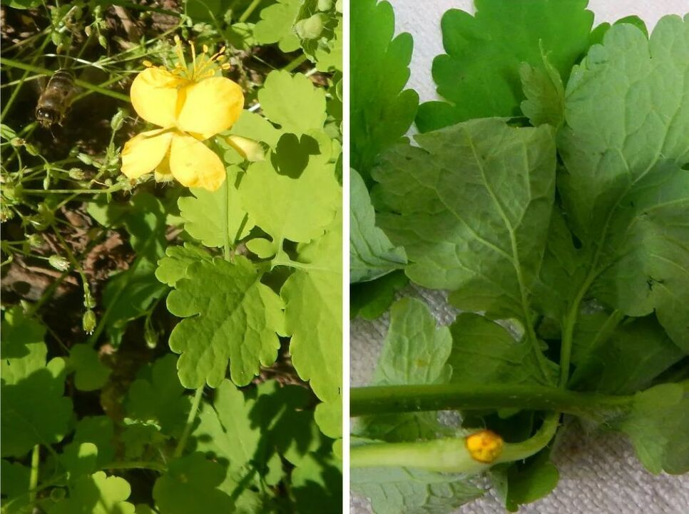 Celandine fights parasites