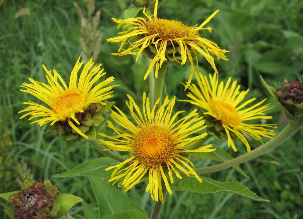 Elecampane fights parasites