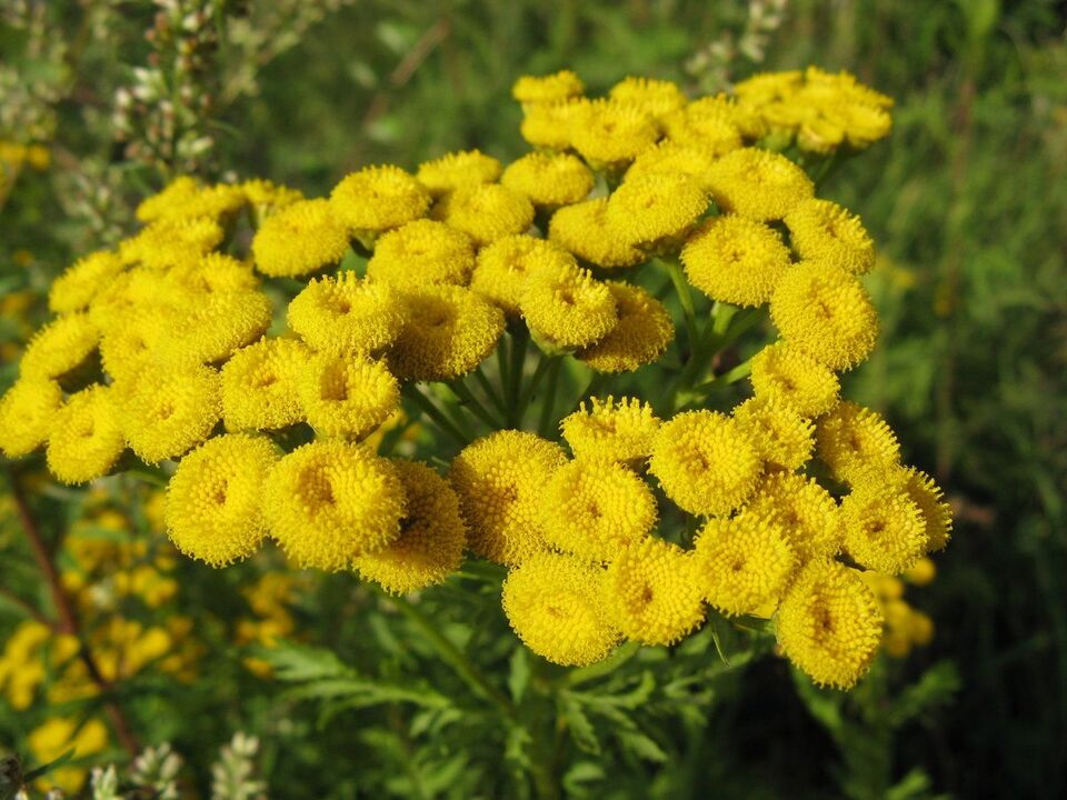 Tansy fights parasites