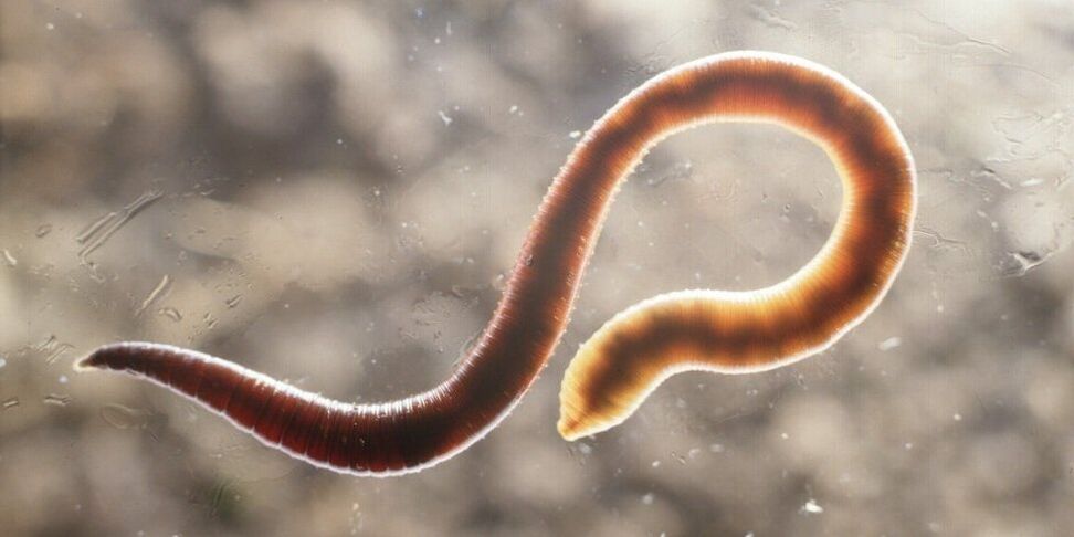 parasites in human body