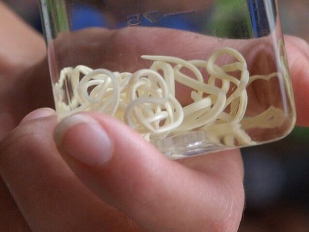worms in a jar