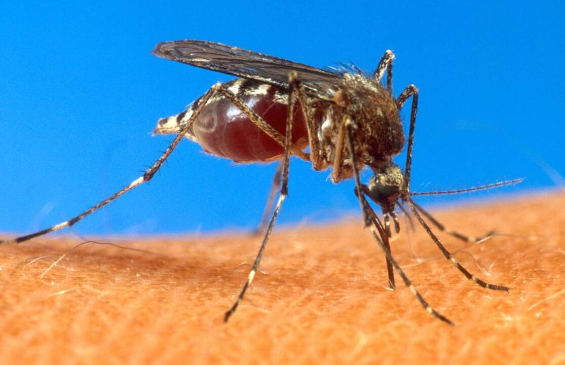 Mosquito bites are a way of helminth infection