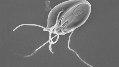 Parasite larvae