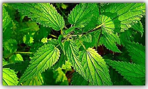 Nettles that fight parasites
