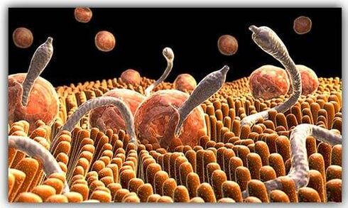 There are parasites in the body