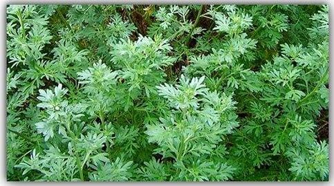 Wormwood repels parasites