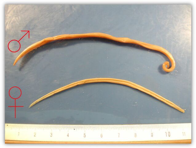 Roundworm size